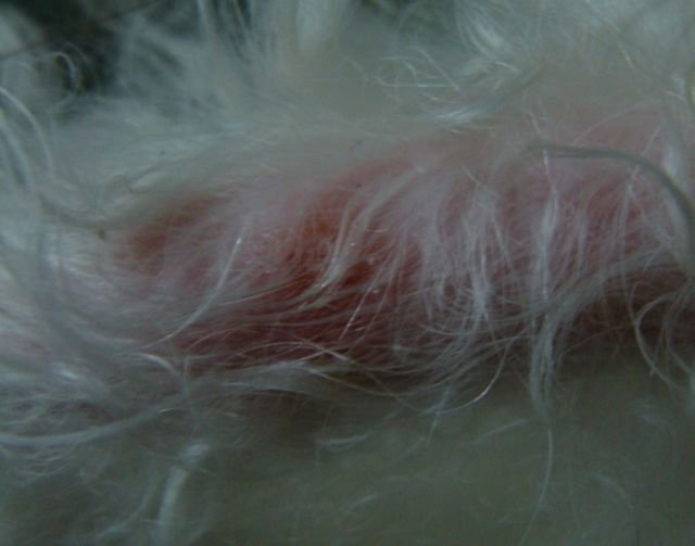 犬常见皮肤病诊断及防治